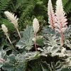 Roots Plants Perennials Acanthus 'Whitewater'