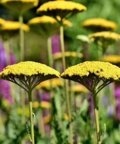 Roots Plants Achillea 'Cloth Of Gold' Perennials