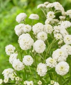 Roots Plants Achillea 'The Pearl' | 10.5cm Pot