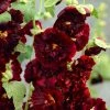 Roots Plants Hollyhock 'Chater's Maroon' | Alcea | 1L Pot Perennials