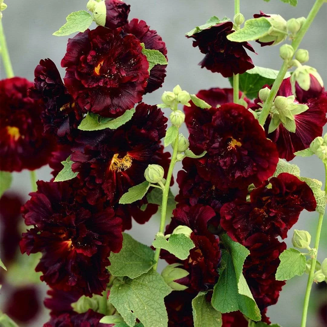 Roots Plants Hollyhock 'Chater's Maroon' | Alcea | 1L Pot Perennials 5 Roots Plants Hollyhock 'Chater's Maroon' | Alcea | 1L Pot Perennials