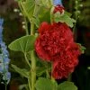 Roots Plants Hollyhock 'Chater's Scarlet' | Alcea | 1L Pot 1 Roots Plants Hollyhock 'Chater's Scarlet' | Alcea | 1L Pot