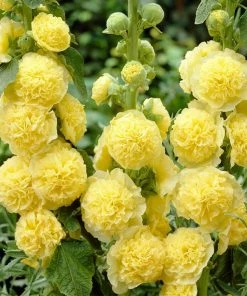 Roots Plants Hollyhock'Chater's Yellow' |Alcea | 1L Pot Perennials