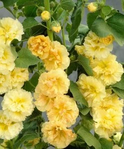 Roots Plants Hollyhock 'Chater's Yellow' |Alcea | 1L Pot Perennials 6 Roots Plants Hollyhock 'Chater's Yellow' |Alcea | 1L Pot Perennials