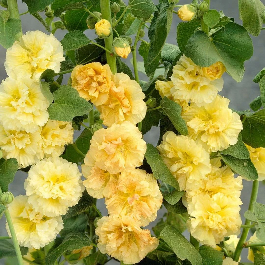 Roots Plants Hollyhock 'Chater's Yellow' |Alcea | 1L Pot Perennials 4 Roots Plants Hollyhock 'Chater's Yellow' |Alcea | 1L Pot Perennials