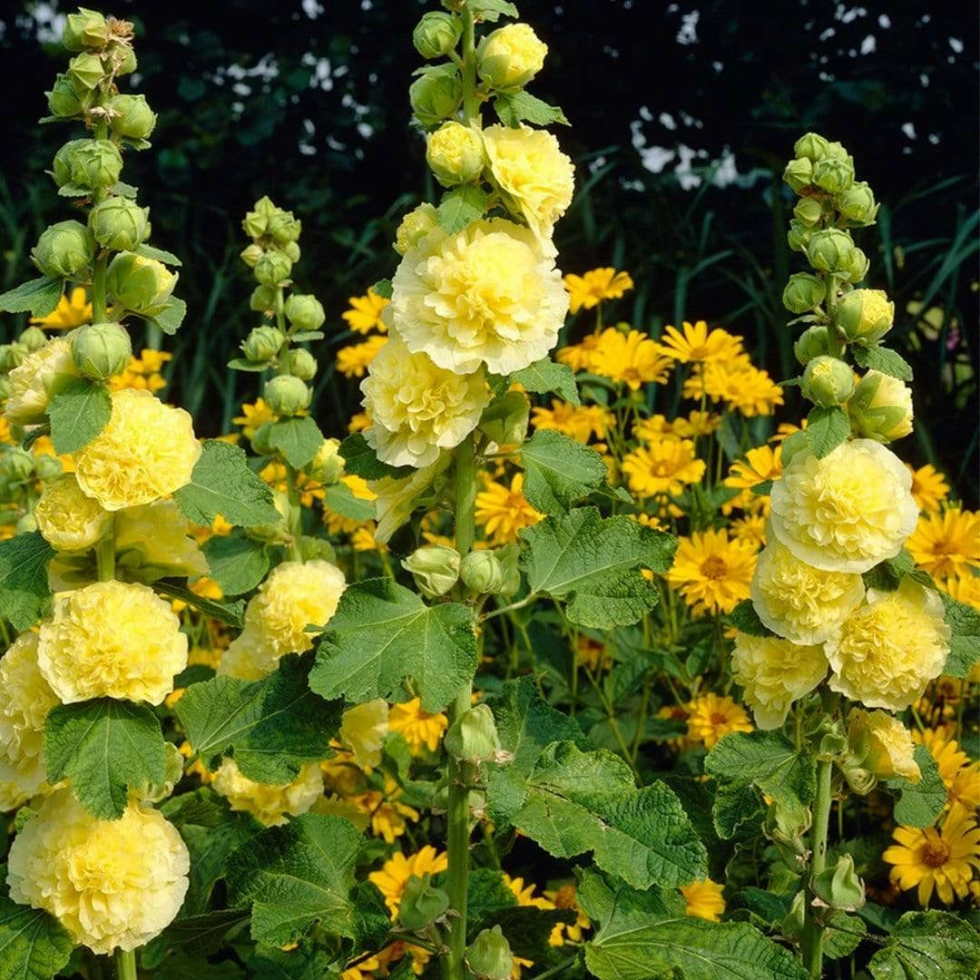 Roots Plants Hollyhock 'Chater's Yellow' |Alcea | 1L Pot Perennials 5 Roots Plants Hollyhock 'Chater's Yellow' |Alcea | 1L Pot Perennials