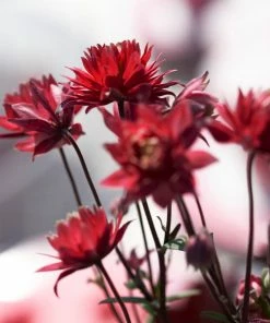 Roots Plants Aquilegia 'Bordeaux Barlow' | 10.5cm Pot Perennials