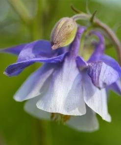 Roots Plants Aquilegia 'Spring Magic Blue & White'