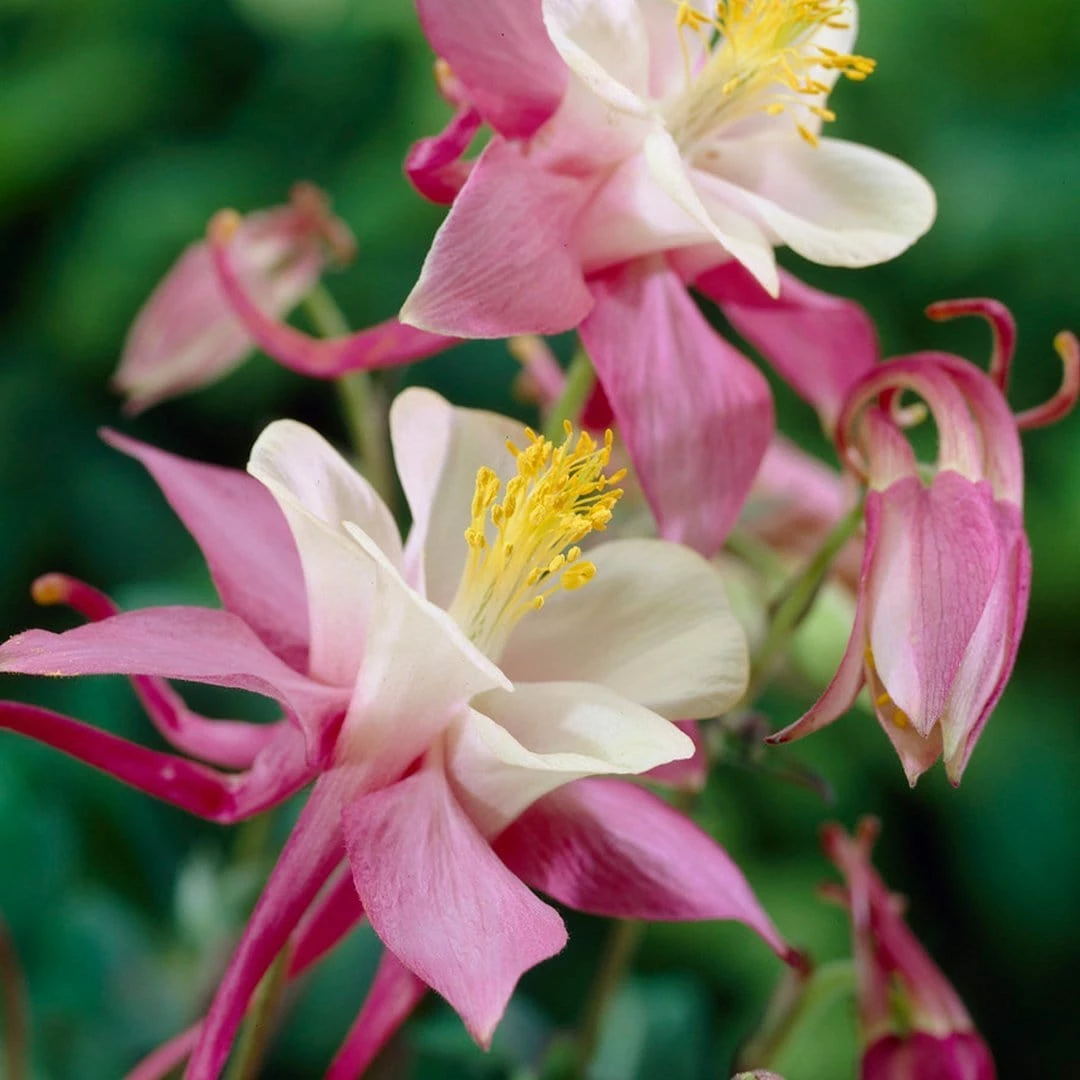 Roots Plants 6 Aquilegia Spring Magic Collection 10.5cm Perennials 6 Roots Plants 6 Aquilegia Spring Magic Collection 10.5cm Perennials