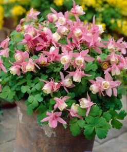 Roots Plants 6 Aquilegia Spring Magic Collection 10.5cm Perennials 12 Roots Plants 6 Aquilegia Spring Magic Collection 10.5cm Perennials