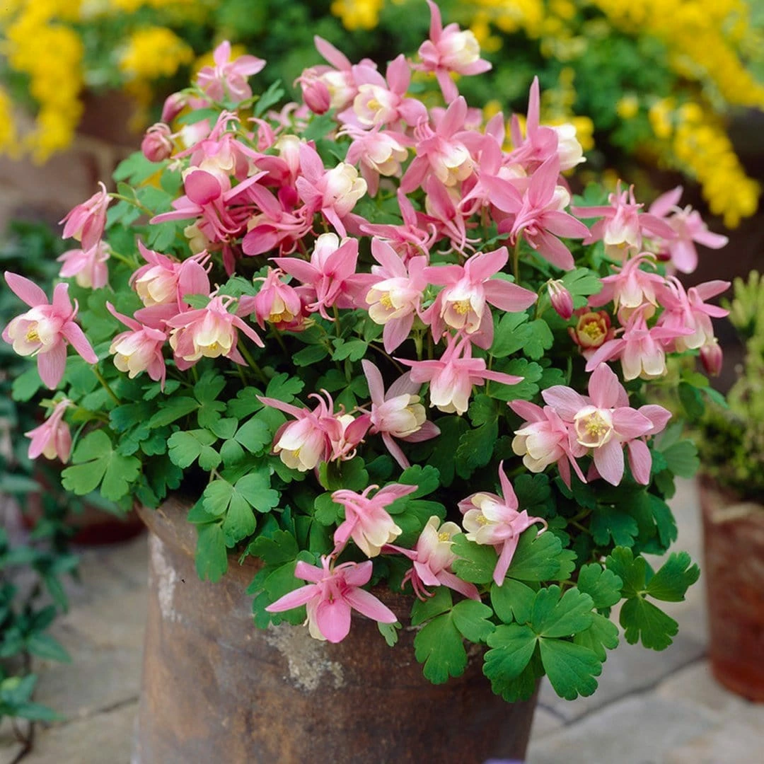 Roots Plants 6 Aquilegia Spring Magic Collection 10.5cm Perennials 7 Roots Plants 6 Aquilegia Spring Magic Collection 10.5cm Perennials