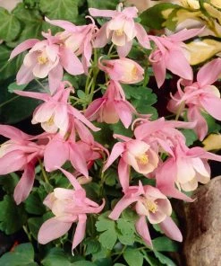 Roots Plants Aquilegia 'Spring Magic Rose & White' Perennials 7 Roots Plants Aquilegia 'Spring Magic Rose & White' Perennials