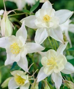 Roots Plants 6 Aquilegia Spring Magic Collection 10.5cm Perennials 13 Roots Plants 6 Aquilegia Spring Magic Collection 10.5cm Perennials