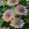 Roots Plants Astrantia 'Florence' Perennials 1 Roots Plants Astrantia 'Florence' Perennials