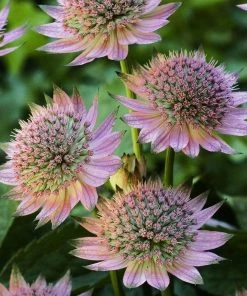 Roots Plants 6 Astrantia 'The Italian Collection' 1L Pot Perennials