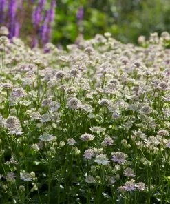Roots Plants Astrantia 'Florence' Perennials