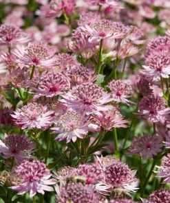 Roots Plants Perennials Astrantia 'Roma'