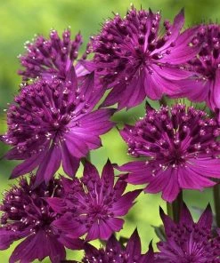 Roots Plants Astrantia 'Venice' | 1L Pot Perennials