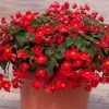 Roots Plants Begonia 'Flamboyant' | 1L Pot Begonias