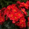 Roots Plants Begonia 'MacaRouge' | 1L Pot