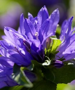 Roots Plants Perennials Campanula 'Acaulis'
