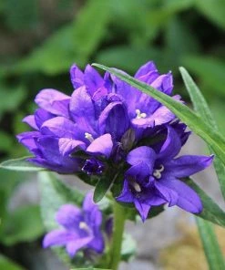 Roots Plants Perfect Plants For Shade Perennials
