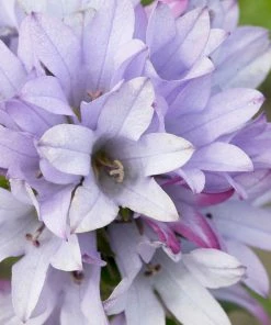 Roots Plants Campanula 'Caroline' Perennials