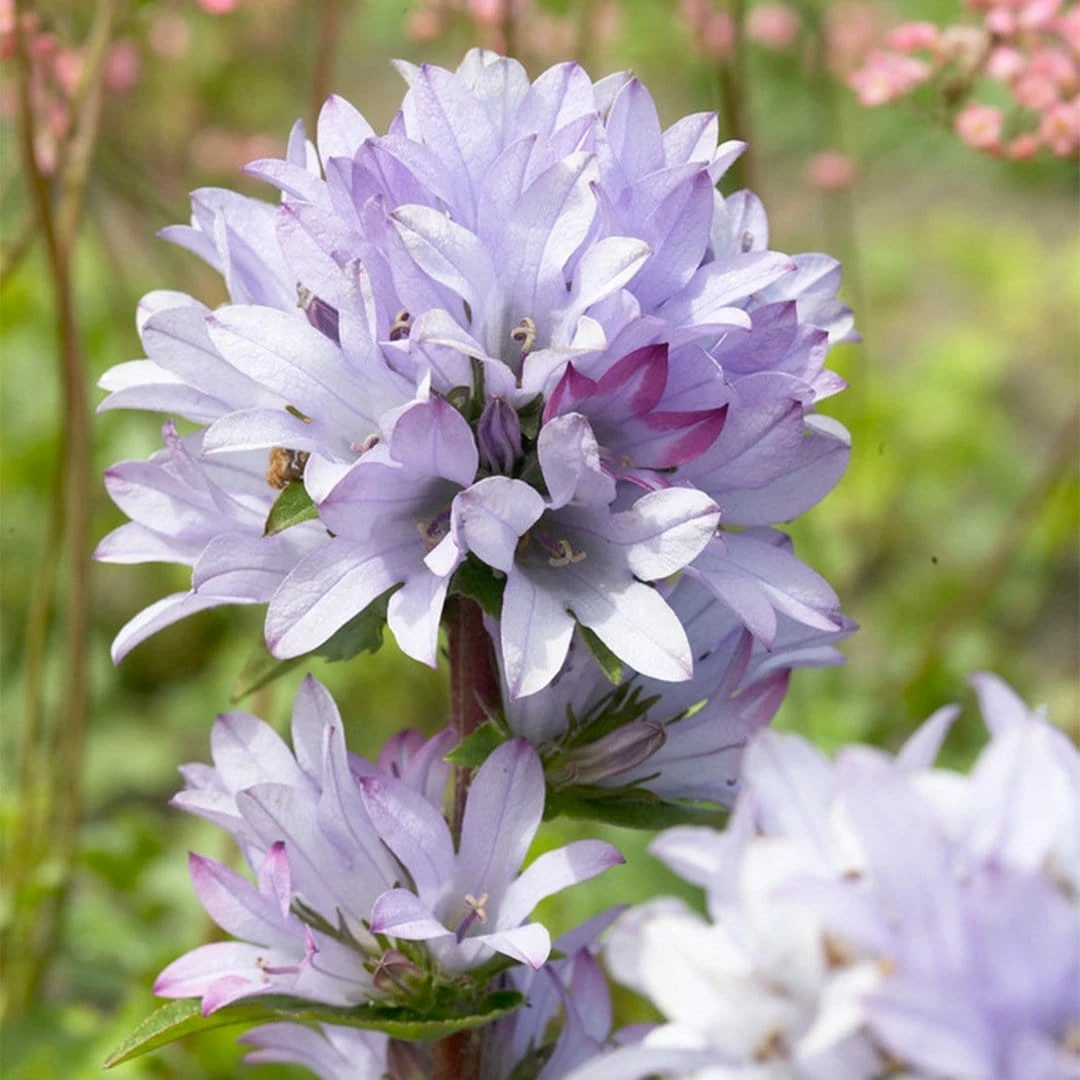 Roots Plants Campanula 'Caroline' Perennials 4 Roots Plants Campanula 'Caroline' Perennials