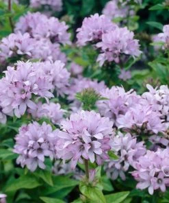 Roots Plants Campanula 'Caroline' Perennials 7 Roots Plants Campanula 'Caroline' Perennials