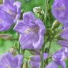 Roots Plants Perennials Campanula 'Takion Blue' 2 Roots Plants Perennials Campanula 'Takion Blue'