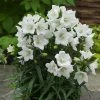 Roots Plants Campanula 'Takion White'