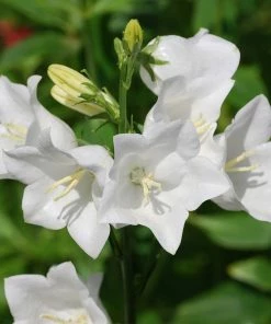 Roots Plants Campanula 'Takion White'
