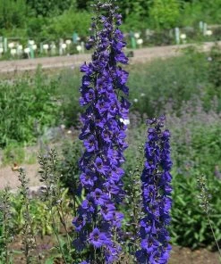 Roots Plants Delphinium 'Black Knight' | 10.5cm Pot Perennials