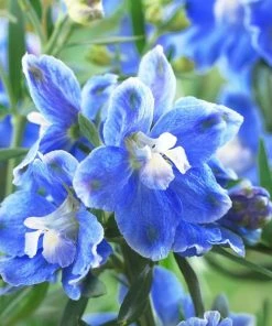 Roots Plants 9 Delphinium Camelot Collection 10.5cm Pot
