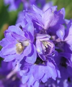 Roots Plants Delphinium 'Faust' | 1L Pot Perennials
