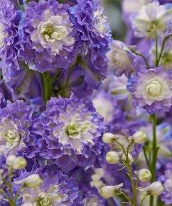 Roots Plants Delphinium 'Highlander Bolero' | 1L Pot