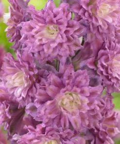 Roots Plants Delphinium Highlander Collection | 4 X 1L Pots