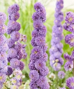 Roots Plants Delphinium Highlander Collection | 4 X 1L Pots