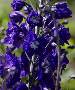 Roots Plants Delphinium 'King Arthur' | 10.5cm Pot