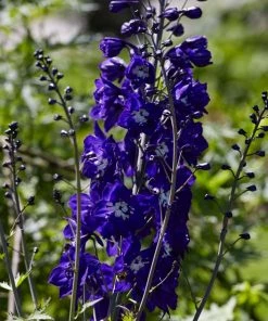 Roots Plants Delphinium 'King Arthur' | 10.5cm Pot
