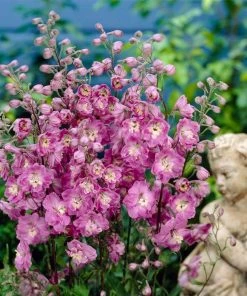 Roots Plants Delphinium 'Strawberry Fair' | 1L Pot Perennials