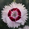 Roots Plants Dianthus 'Cocktail Cherry Daiquiri' | 2L Pot