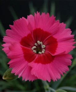 Roots Plants Perennials Dianthus Cocktail Collection | 4 X 2L Pot