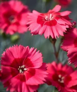 Roots Plants Dianthus 'Cocktail Cosmopolitan' | 2L Pot