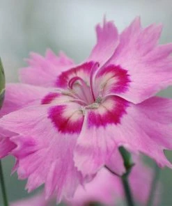 Roots Plants Dianthus 'Cocktail Shirley Temple' | 2L Pot Perennials