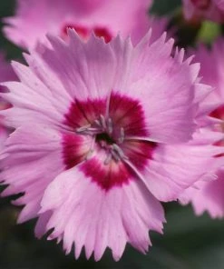 Roots Plants Dianthus 'Cocktail Shirley Temple' | 2L Pot Perennials