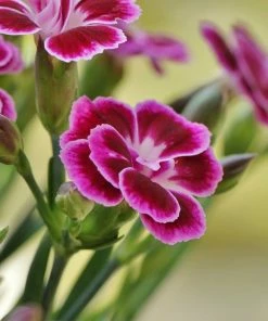Roots Plants Dianthus 'Pink Kisses' Perennials 9 Roots Plants Dianthus 'Pink Kisses' Perennials