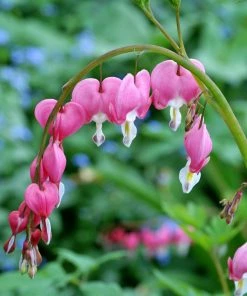 Roots Plants Bleeding Heart Plant 'Spectabilis Valentine' | Dicentra | 3L Pot Perennials