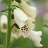 Roots Plants Perennials Foxglove 'Dalmatian Cream' | Digitalis