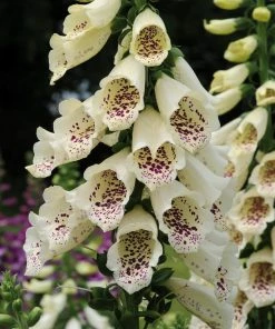 Roots Plants Digitalis 'Dalmatian' Foxglove Collection Perennials